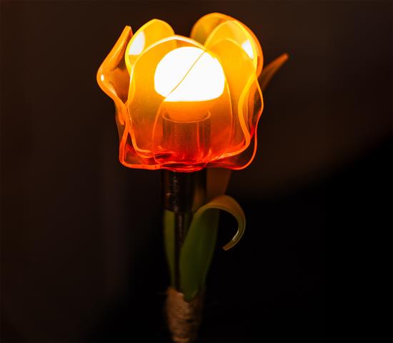 glowing tulip